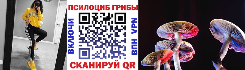 Галлюциногенные грибы Psilocybe как найти Тотьма